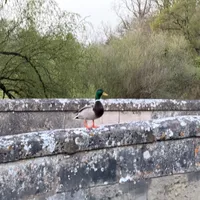 Wildlife encounter 40