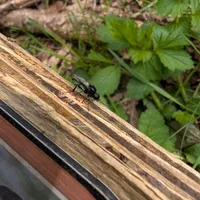 Wildlife encounter 8