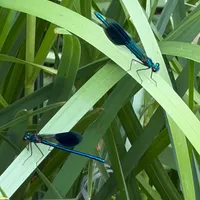 Wildlife encounter 3