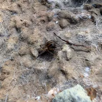 Wildlife encounter 2