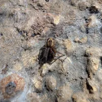 Wildlife encounter 1