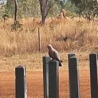 Wildlife encounter 21