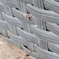 Wildlife encounter 12
