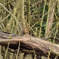 Wildlife encounter 38