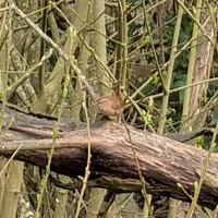 Wildlife encounter 37