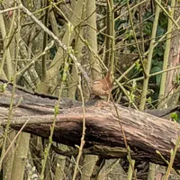 Wildlife encounter 39