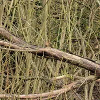 Wildlife encounter 40