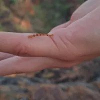 Wildlife encounter 1