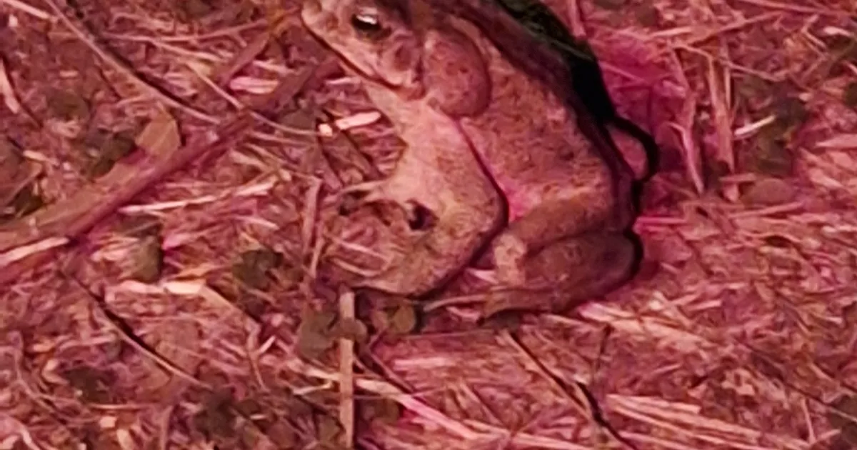 Cane Toad spotted at Australia — Under the Hedge