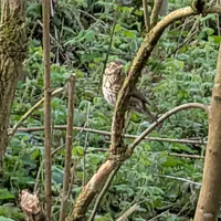 Wildlife encounter 23