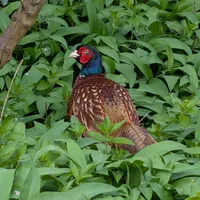 Wildlife encounter 32