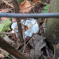 Wildlife encounter 2