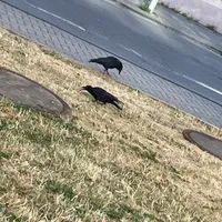 Wildlife encounter 16