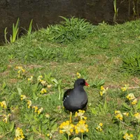 Wildlife encounter 6