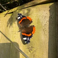 Wildlife encounter 11