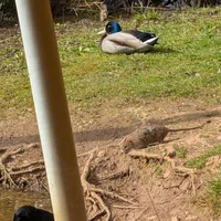 Wildlife encounter 25