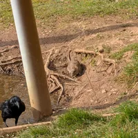 Wildlife encounter 24