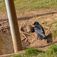 Wildlife encounter 23