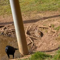 Wildlife encounter 22