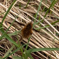 Wildlife encounter 7