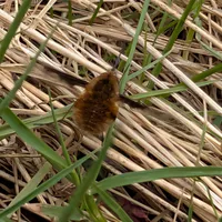 Wildlife encounter 6