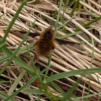 Wildlife encounter 8