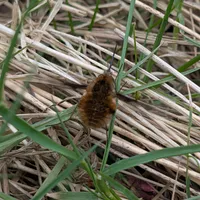 Wildlife encounter 5