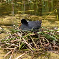 Wildlife encounter 9