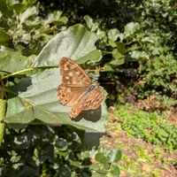 Wildlife encounter 4