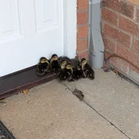 Wildlife encounter 8