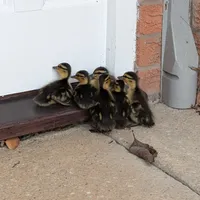 Wildlife encounter 9