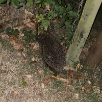 Wildlife encounter 14