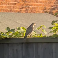 Wildlife encounter 14