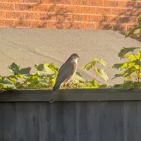 Wildlife encounter 15