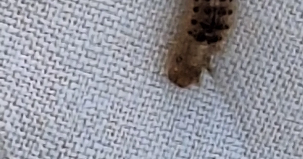 Lichen Moth spotted at Australia — Under the Hedge