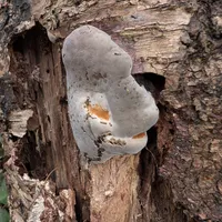 Wildlife encounter 10