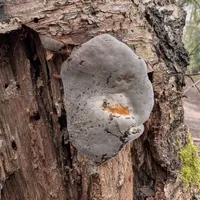 Wildlife encounter 9