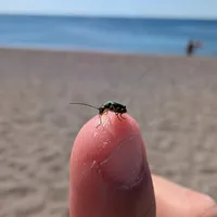 Wildlife encounter 2