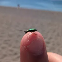 Wildlife encounter 3
