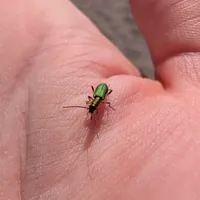 Wildlife encounter 1