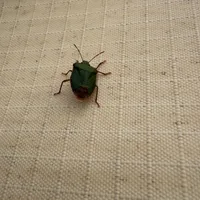 Wildlife encounter 1