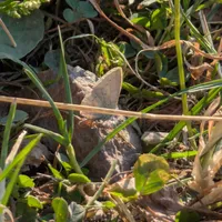 Wildlife encounter 18