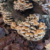 Wildlife encounter 8