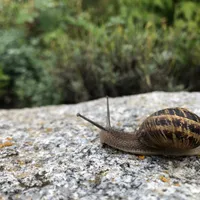 Wildlife encounter 5