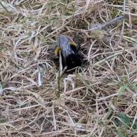 Wildlife encounter 4