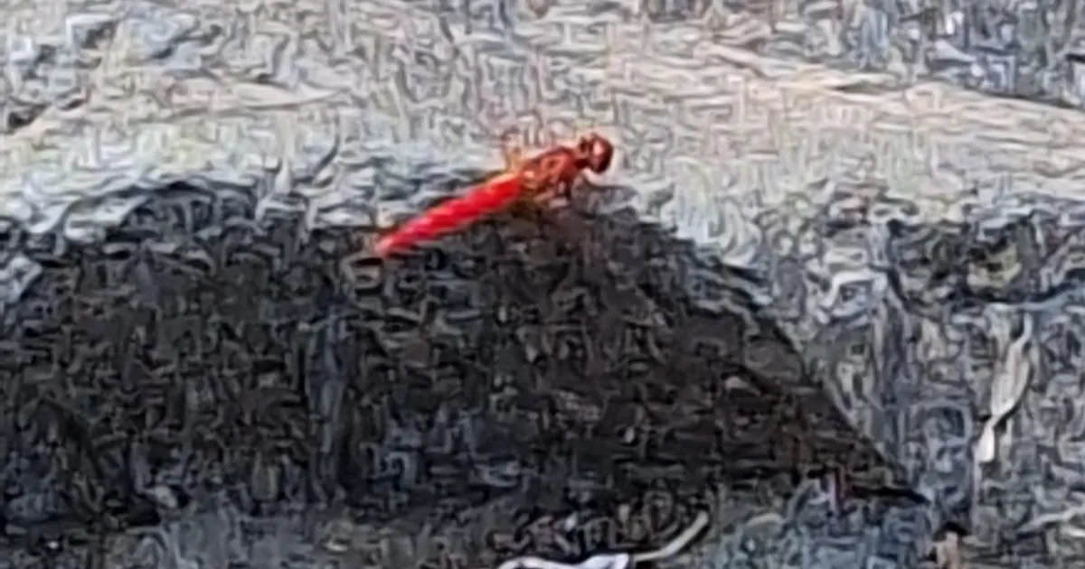 Scarlet Percher spotted at Australia — Under the Hedge