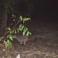 Wildlife encounter 3