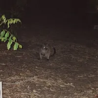 Wildlife encounter 4