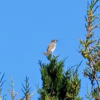 Wildlife encounter 5