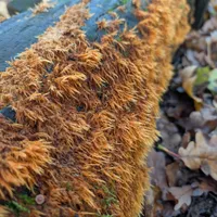 Wildlife encounter 2